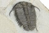 Cyphaspides Pankowskiorum Trilobite - Jorf, Morocco #226026-1